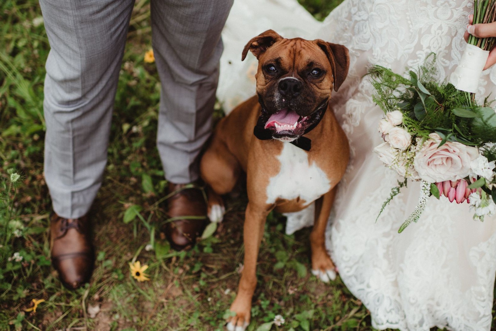 Come coinvolgere cane durante matrimonio